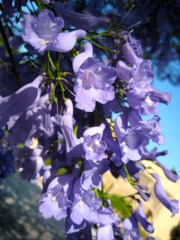 Jacaranda 1
