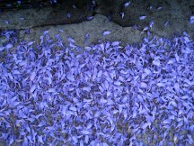 Jacaranda 2