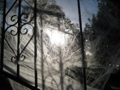 cobwebs