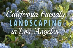 california-friendly-landscaping-image-english